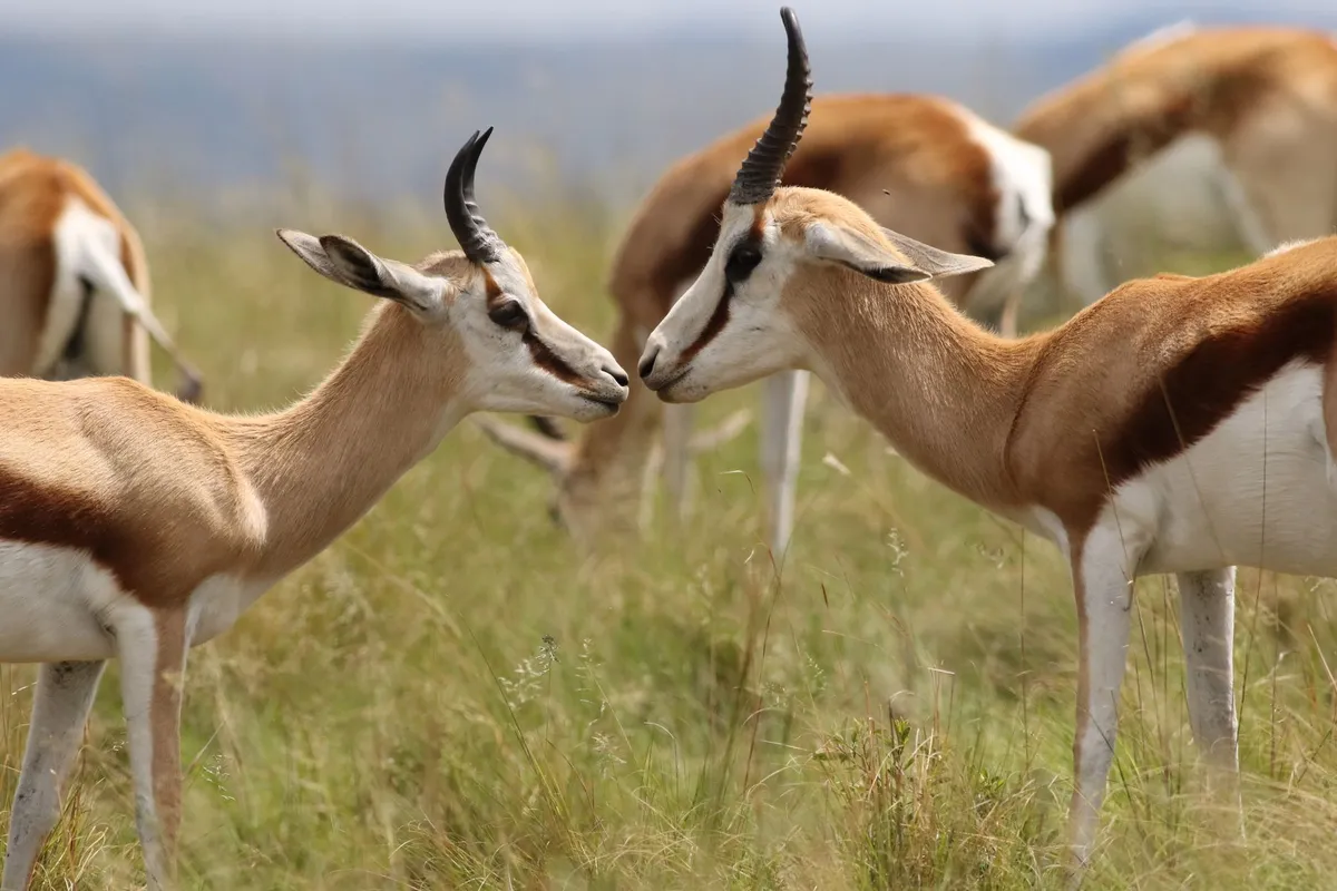 Le Krugerrand, la pièce d'or sud-africaine
